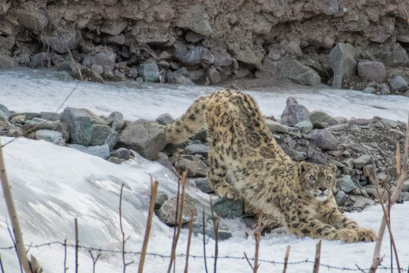 snow leopard habitat